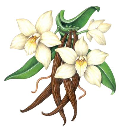 Vanilla